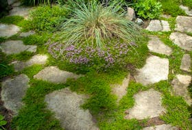 Stepable plants like creeping thyme can tolerate foot traffic and work well growing between stones. 
