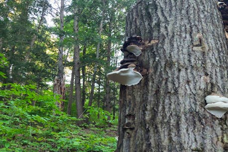 New Brunswick's new forestry plan ignores punishing U.S. duties: minister