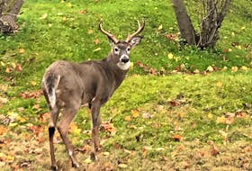 A large deer stands on the lawn of a Hillcrest Street property in Truro last November. While they may look cute, deer have been known to attack and injure humans in some circumstances. Richard MacKenzie