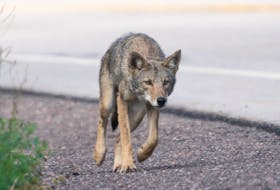 Cheticamp-based photographer Michel JS Soucy said this coyote caught his attention while driving along the west side of the Cabot Trail near Pleasant Bay, which started chasing after motorcycles and bicycles. According to a Parks Canada official, a cyclist travelling in Green Cove along the Cabot Trail was bitten by another coyote on Wednesday. "It’s weird to hear about two coyotes, in separate areas, behaving in the same (aggressive and fearless) fashion,” said Soucy. CONTRIBUTED/MICHEL JS SOUCY