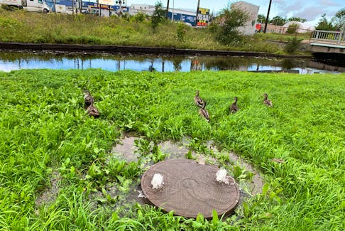 Water gurgles up from a manhole in a green behind Sobeys on Prince Street. The river waters were almost to the top of the banks after heavy rainfall in late August. BARB SWEET/CAPE BRETON POST