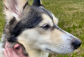 Misty the husky was cared for by the Shadow Rescue Group, who have dealt with animal cruelty matters before. — Courtesy of Velda Tapp via Jaymie White, Local Journalism Initiative Reporter