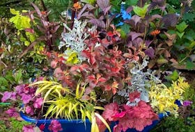 Crystal Godfrey of Secret Gardens by Crystal likes to use late-interest perennials like coral bells to add bold colours to pots and planters as well as garden beds. -  Crystal Godfrey