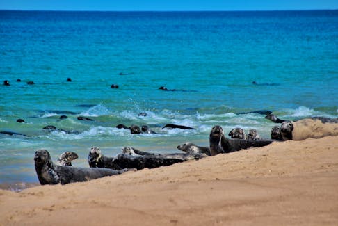 The Sable Islands off Nova Scotia are home to the world's largest colony of grey seals. File Photo