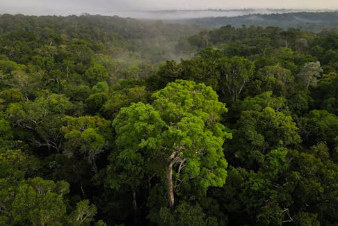 By Belén Carreño SANTIAGO DE COMPOSTELA, Spain (Reuters) - The European Union on Friday threw its weight behind a plan to protect the Amazon rainforest, pledging to coordinate financial contributions