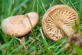 The only solution to a growing fairy ring of mushrooms in your lawn may be a whole lot of digging, and Sunlight – the dish soap, not the kind from the sky.