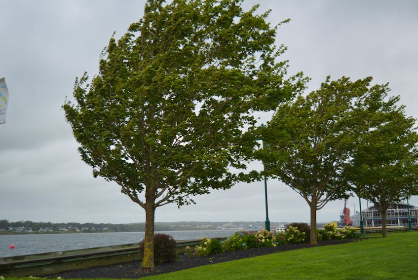 Trees sway in the wind on the Sydney harbourfront during post tropical storm Lee Sunday morning. BARB SWEET/CAPE BRETON POST
