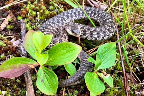 Jimmy Short of Corner Brook spends lots of time in the Newfoundland outdoors, but this garter snake he found in the Doyles area of southwestern Newfoundland on July 4 was the first one he’d ever seen. Contributed