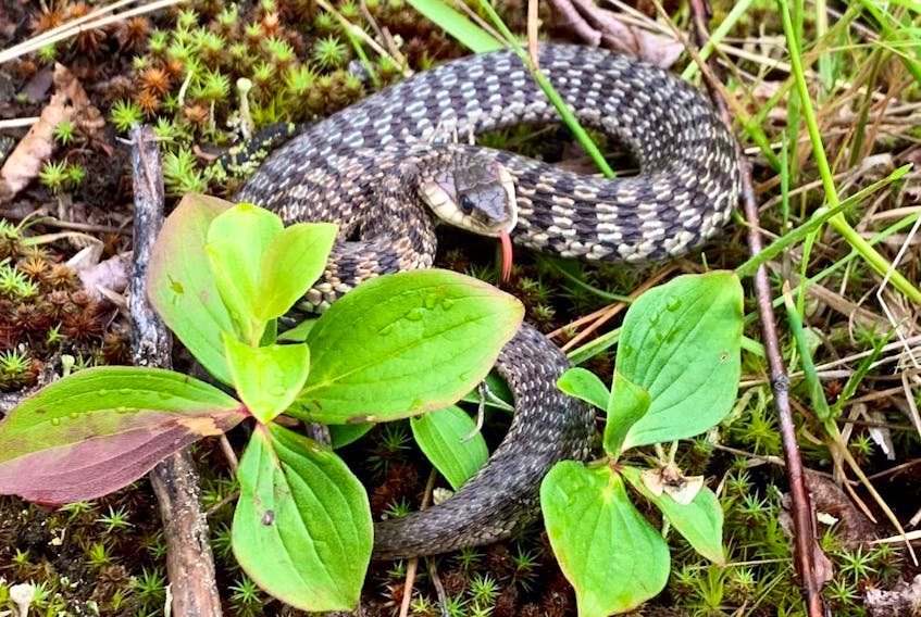 Jimmy Short of Corner Brook spends lots of time in the Newfoundland outdoors, but this garter snake he found in the Doyles area of southwestern Newfoundland on July 4 was the first one he’d ever seen. Contributed
