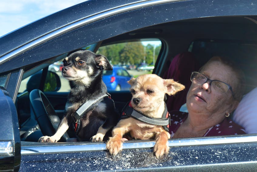 Gail Maloney and her two therapy dogs have been living in a car  on the Sydney Waterfront since July.  BARB SWEET/CAPE BRETON POST