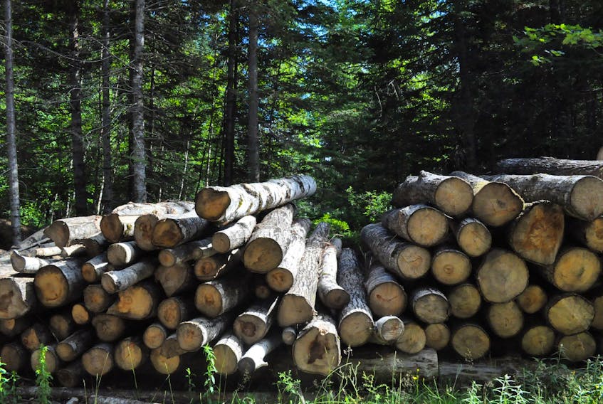 Rick Doucett, the president of the New Brunswick Federation of Woodlot Owners, says if the Progressive Conservative government keeps favouring big wood-cutting companies, the province’s 400 or so smaller players will simply give up and sell off their land any way they can. (Brunswick News archive via Local Journalism Initiative)
