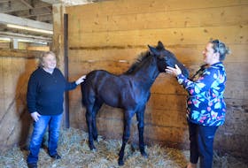 Steele Family Warmbloods owners Theresa Steele and daughter Lindsay Steele, of Scots Bay, visit with Total Glamour, a black colt that has been sold to an undisclosed buyer in Denmark. The foal will be raised and trained at the world-famous equestrian facility Blue Hors. KIRK STARRATT