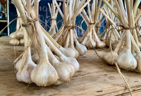 Hants County’s annual garlic festival will be held later this month in Windsor. Originally scheduled for Sept. 16, it will now be held on Saturday, Sept. 23 from 11 a.m. to 5 p.m. on Gerrish Street.