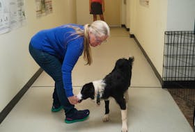 Karen Overall, professor at the UPEI Atlantic Veterinary College said the research is carried out early as early as 8-12 weeks because that’s when their brain begins to develop making it easier to identify behavioral risk. Vivian Ulinwa