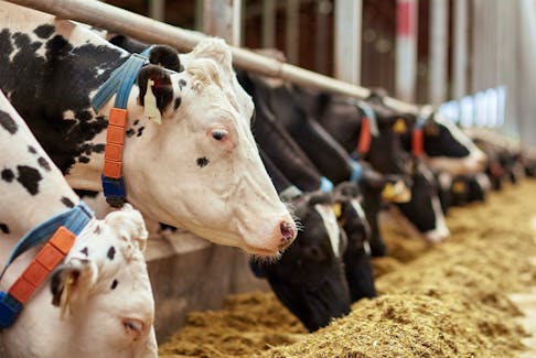 The Newfoundland and Labrador government is investing more than $750,000 to help the dairy and livestock sectors with upgrades to production and infrastructure. File