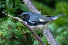 A stunning black-throated blue warbler was enjoyed on the road to Powles Head, near Trepassey. - Bruce Mactavish