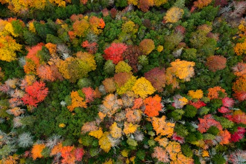 An aerial photo of fall colours in Nova Scotia’s Wentworth Valley in 2018. -Allister Aalders