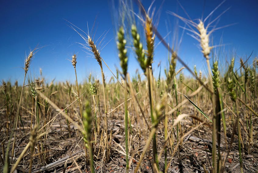By Maximilian Heath BUENOS AIRES (Reuters) - Argentina's sales of the upcoming wheat crop are the slowest in seven years, delayed by farmers waiting for heavier rainfall and gambling on the result of