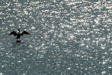 A cormorant spreads its wings as the morning sun sparkles on the waves near Point Pleasant Park on Thursday, Aug. 10, 2023.
Ryan Taplin - The Chronicle Herald
