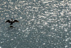 A cormorant spreads its wings as the morning sun sparkles on the waves near Point Pleasant Park on Thursday, Aug. 10, 2023.
Ryan Taplin - The Chronicle Herald