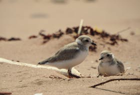 Piping plovers migrate south during the winter months, nesting and breeding in P.E.I. in the summer. Contributed by Parks Canada