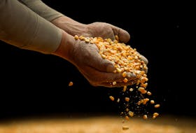 By Adriana Barrera TEXCOCO, Mexico (Reuters) - Researchers at a top Mexican agricultural university this week showed the progress they had made in producing more non-GM yellow corn seeds to help