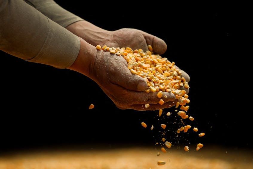 By Adriana Barrera TEXCOCO, Mexico (Reuters) - Researchers at a top Mexican agricultural university this week showed the progress they had made in producing more non-GM yellow corn seeds to help