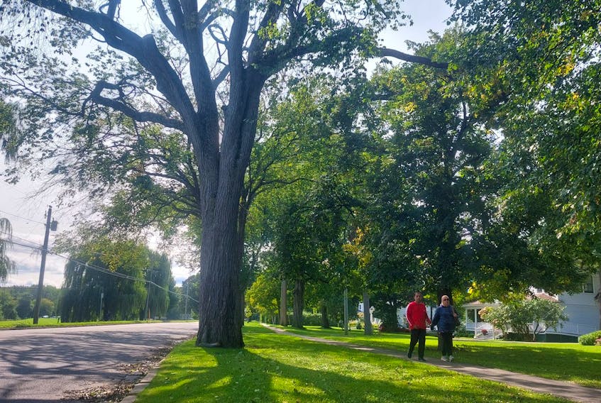 A diseased elm tree on Waterloo Row in Fredericton has begun to lose its leaves. -John Chilibeck, Local Journalism Initiative Reporter, The Daily Gleaner