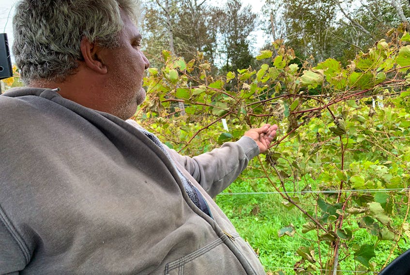 Duane Maclellan reaches out to touch one of his grapevines in his Jordan Bay vineyard damaged by post-tropical storm Lee on Sept. 16. KATHY JOHNSON