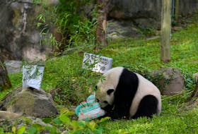 (Reuters) - Washington's National Zoo is honoring its three giant pandas with nine days of events ahead of their return to China but stormy weather and a looming U.S. government shutdown have put
