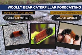 Folklore states, that the longer the black band on a woolly caterpillar, the harsher the winter will be.