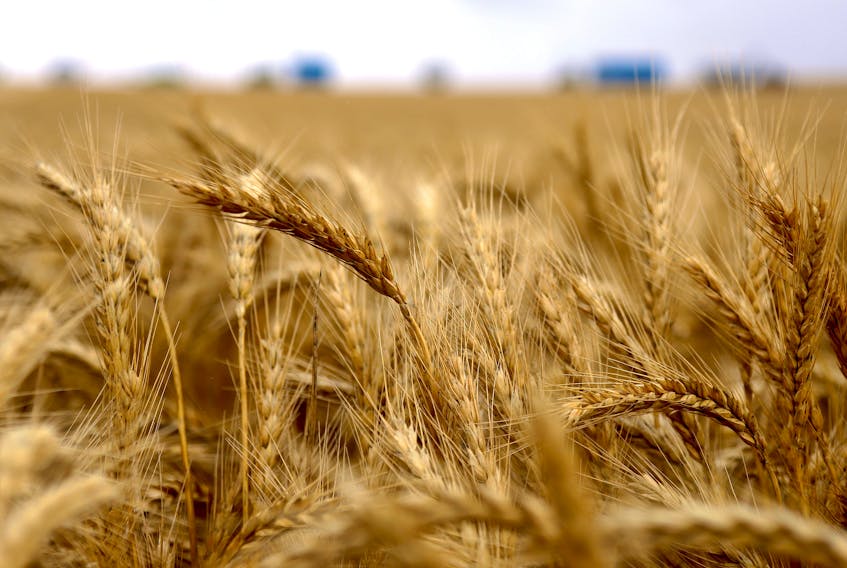 CANBERRA (Reuters) - Australian crop yields could be 4% below current levels by 2063, reducing the country's economic output by A$1.8 billion ($1.2 billion) a year, unless action is taken to mitigate
