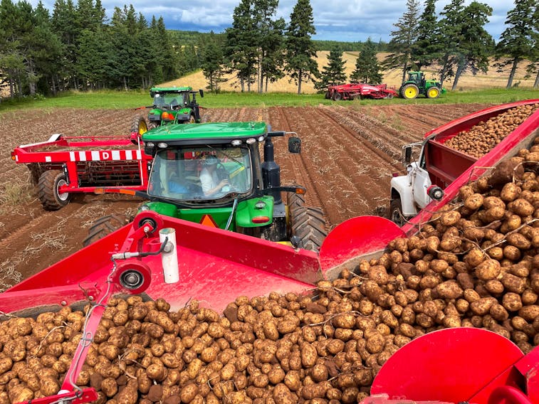 G. Visser & Sons Potato Farm workers harvest the crop during the 2022 season. The farm is now in its second week of harvesting for 2023. G. Visser & Sons Potato Farm • Contributed