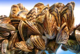 Zebra mussels have caused billions of dollars in damage to North American waterways.