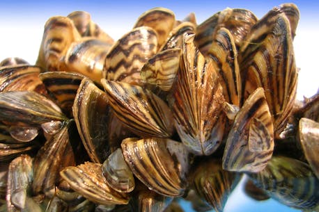 Destructive freshwater Zebra mussels officially found in Atlantic Canada