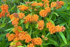 Butterfly weed is another milkweed species that monarchs use for egg laying. It blooms from mid-July through mid-August.