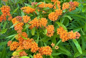Butterfly weed is another milkweed species that monarchs use for egg laying. It blooms from mid-July through mid-August.