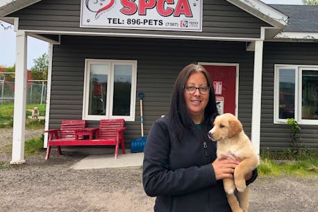 On a short leash: In dire need of additional core funding, Happy Valley-Goose Bay SPCA on the brink of shutdown again
