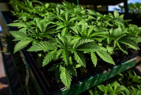 By Moira Warburton WASHINGTON (Reuters) - A U.S. Senate committee on Wednesday will vote on whether to advance a bill that would allow the legal cannabis industry access to banking, an option that