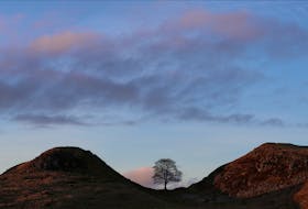 LONDON (Reuters) - The famous Sycamore Gap tree, located in a natural dip in the landscape alongside Hadrian's Wall in Northern England, is believed to have been "deliberately felled" overnight, the