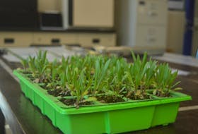 A tray of Gulf of St. Lawrence Asters grows in a lab at UPEI as part of research into the endangered plant. Caitlin Coombes • The Guardian