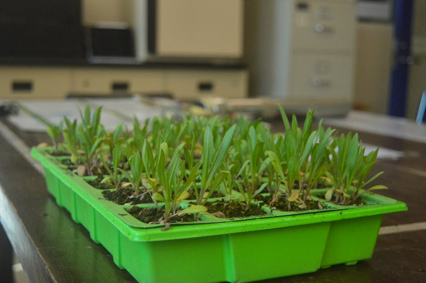 A tray of Gulf of St. Lawrence Asters grows in a lab at UPEI as part of research into the endangered plant. Caitlin Coombes • The Guardian