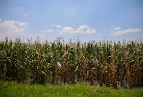 MEXICO CITY (Reuters) - A resolution could be reached in March on a trade dispute between the United States and Mexico over the Mexican government's policy on genetically modified corn, Mexican