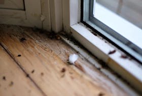 Mice droppings typically mean you have more than one mouse. Seal cracks and holes around windows and doors to help prevent mice from being house guests. 
