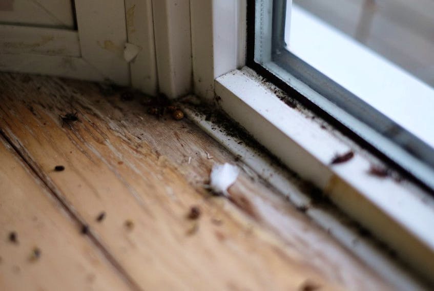 Mice droppings typically mean you have more than one mouse. Seal cracks and holes around windows and doors to help prevent mice from being house guests. 