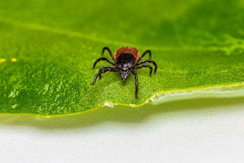 A blacklegged tick. These types of tick can spread Lyme disease to people. FILE PHOTO