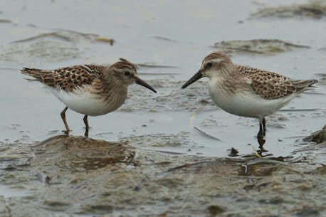 BRUCE MACTAVISH: Identifying shorebirds can be a challenge for even experienced birdwatchers, but it's worth the effort