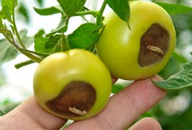 Blossom end rot on tomatoes.
