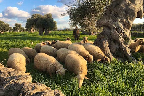 A shepherd tending sheep in an olive grove in Puglia, Italy, where the bacterium Xylella fastidiosa has been ravaging trees for the past decade.