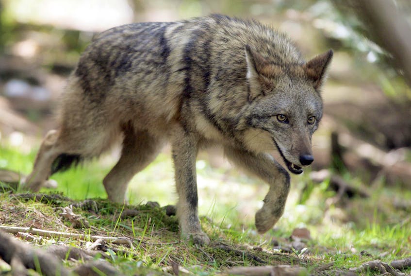 FOR NEWS STORY AND FILE:
A coyote is seen making rounds in it's enclosure at the Shubenacadie Wildlife Park in Shubenacadie, NS Thursday April 22, 2010. The province of Nova Scotia is announcing a bounty placed on the animals.....

Photo by Tim Krochak